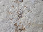 Saccocoma tenella (GOLDFUSS 1831) - Bild © FossNet FossilienStore